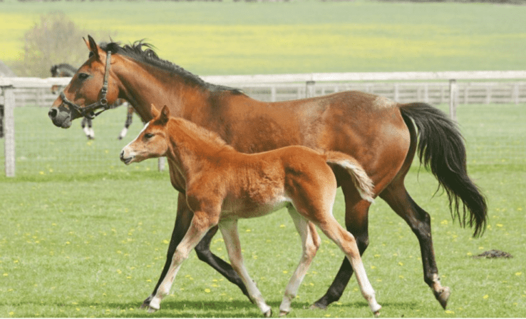 Management of pregnant mares 2