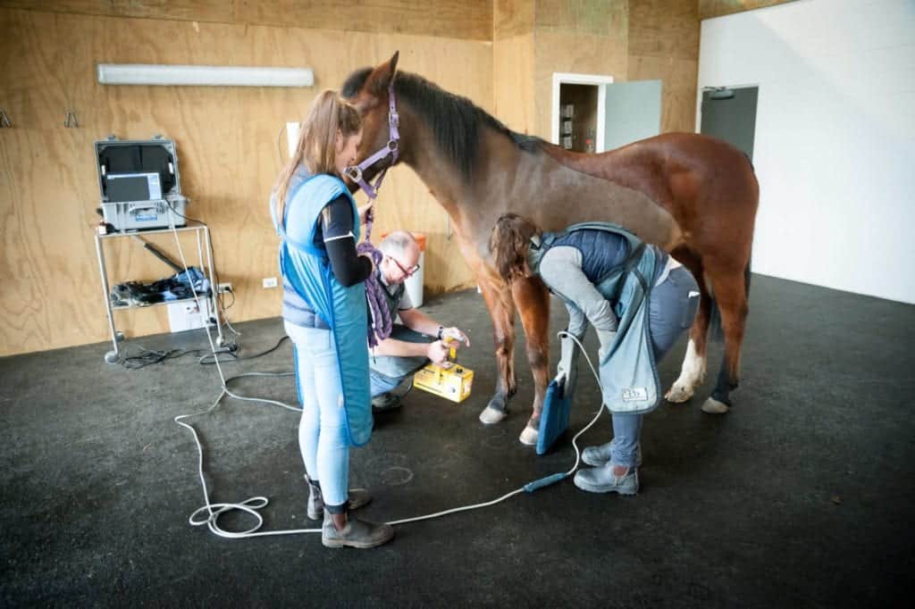 Veterinary Nurse Veterinary Associates Equine
