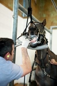 Dental Problems in Horses Vet Associates