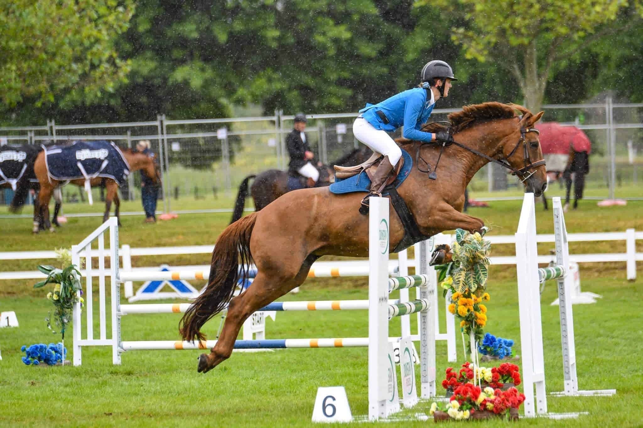 Equestrian Health Packages Veterinary Associates Equine equestrian-health-packages-veterinary-associates-equine